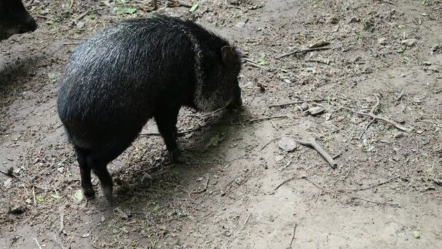 Collared peccary, small black boar, explores the area, looking around for food