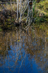 Fototapeta na wymiar Bare bushes in autumn reflected in lake