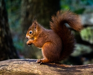 Red Squirrel - Views around the North wales island of Anglesey