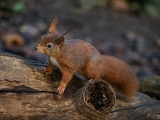 Red Squirrel - Views around the North wales island of Anglesey