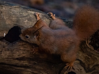 Red Squirrel - Views around the North wales island of Anglesey