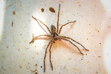 spider on a home wall