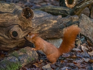 Red Squirrel - Views around the North wales island of Anglesey