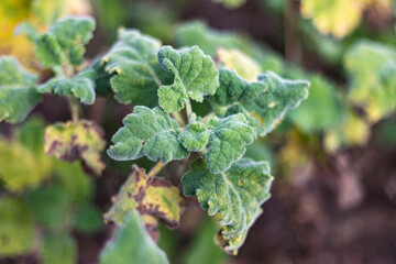 Lamiaceae, Salvia desoleana, cooking sage, endemic plant, mediterranean herb on Sardinia, Italy.  