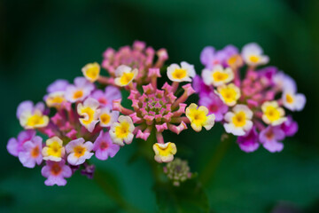 Two lantana flowers