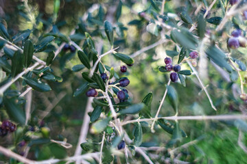 Wild shrub olive tree with black olives, Olea europaea, Oleaceae.