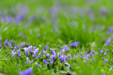 Flower bed with Common violets (Viola Odorata) flowers in bloom, traditional easter flowers, flower background, easter spring background. Close up macro photo, selective focus. Ideal for postcard