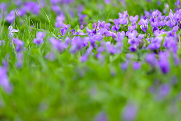 Fototapeta premium Flower bed with Common violets (Viola Odorata) flowers in bloom, traditional easter flowers, flower background, easter spring background. Close up macro photo, selective focus. Ideal for postcard