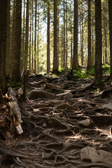 background banner Pine forest with bare root system. The root system of trees.