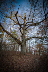 Fototapeta premium Dead Tree at Cataract Cataract Falls, Early November 2022