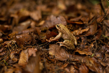 brown frog in the autumn forest on brown leaves.