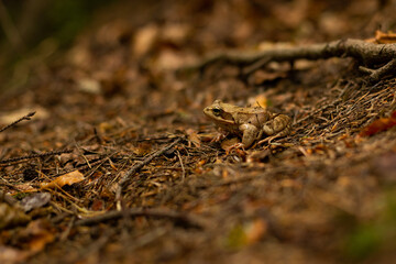 brown frog in the autumn forest on brown leaves.