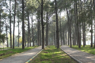 Fototapeta na wymiar Walk ways surrounded by pine trees in a foggy forest area.