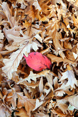 Red Japanese flowering cherry leaf among other autumn leaves, Derbyshire England
