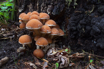 eine gruppe von blätterpilzen am fuß eines abgestorbenen baumstumpfs
