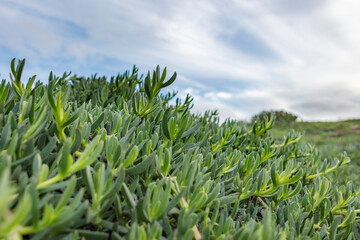 Delosperma sutherlandii in Capo testa, Sardinia, Italy. Dwarf perennial plant, dense lawn, Aizoaceae.