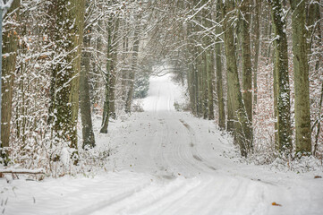 Beautiful winter photos of the forest in Poland 
