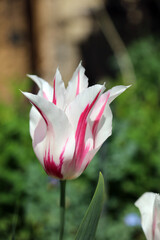 Close up of a sunlit white and pink tulip, Derbyshire England
