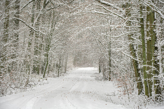 Beautiful winter photos of the forest in Poland 
