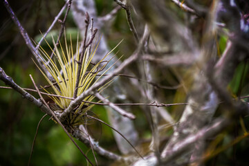 A native Florida tillandsia growing in a sand oak