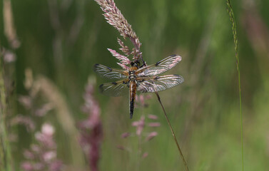 Vierfleck - Four-spotted Chaser