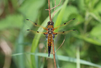Vierfleck - Four-spotted Chaser