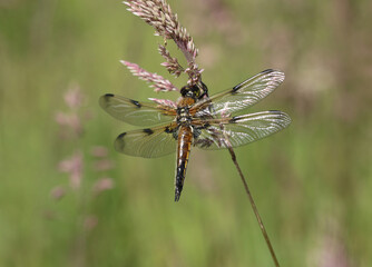 Vierfleck - Four-spotted Chaser