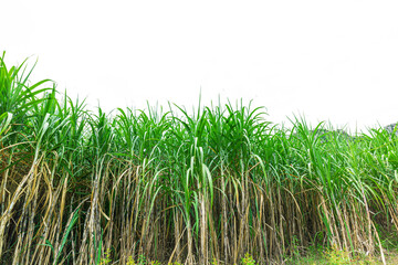 sugar cane on a white background,isolated sugar plant leaves on white background with cliping path