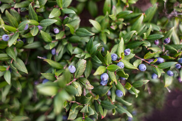 Myrtus communis, common myrtle, true myrtle, Myrtaceae, Corsican pepper, The fruit is an edible berry, blue-black when ripe, macerated in alcohol to make Mirto liqueur.
