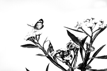 black and white background with butterfly