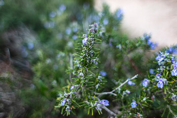 Salvia rosmarinus, shrub with fragrant, evergreen, needle-like leaves and blue flowers. Wild rosemary with blooming flowers, Mediterranean maquis in Sardinia, Italy. Mediterranean herbs growing