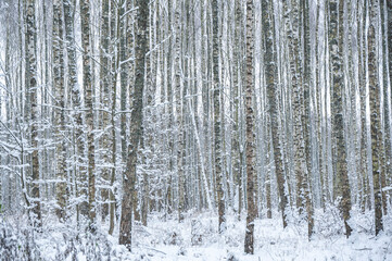 Beautiful winter photos of the forest in Poland 