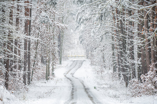 Beautiful winter photos of the forest in Poland 