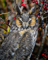 Long-eared Owl