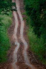 red dirt road in the middle of the jungle