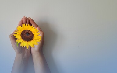 background of hands holding sunflower flower