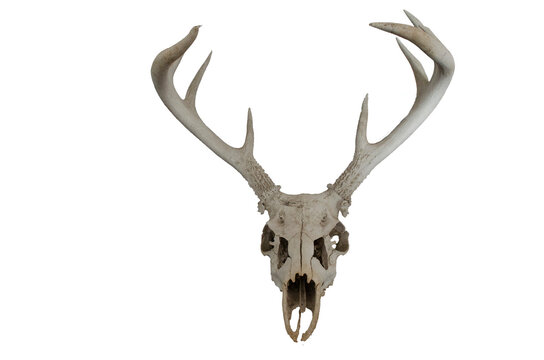 Deer skull deals