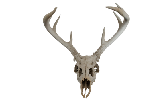 Deer skull with antlers on transparent background