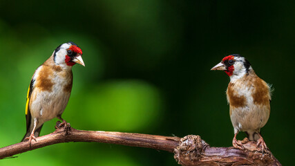 bird on a branch