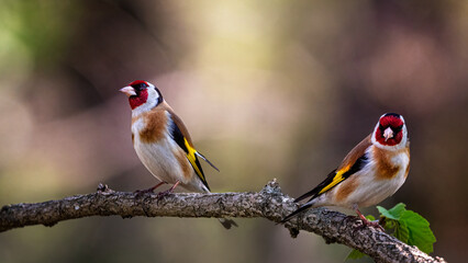 bird on a branch