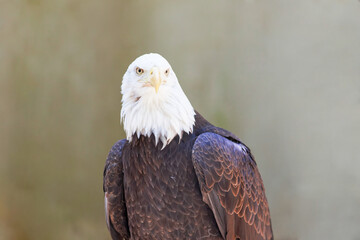 American Bald Eagle