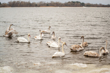 white swan on the lake water, swans, geese and birds.