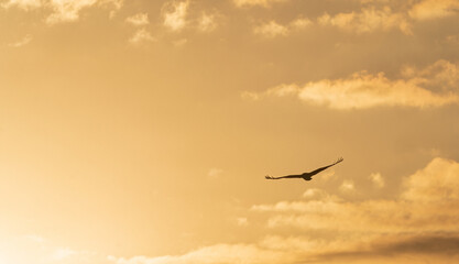 birds in the sky