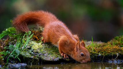 squirrel in the forest © Hauk Tamás