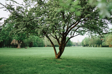 Fototapeta na wymiar Landscape with green trees and grass field.