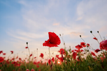 Beautiful summer day. Red poppy field.