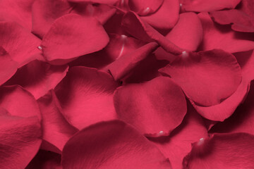 Viva Magenta. Texture of rose petals. The image is colored in viva magenta color of the year 2023.