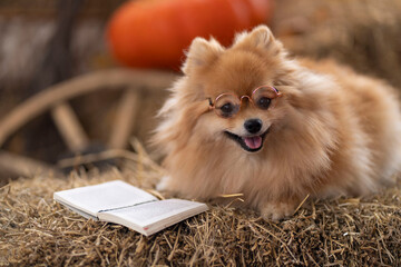 Pomeranian Pomeranian lies in glasses next to a book on the hay. The concept of a smart dog