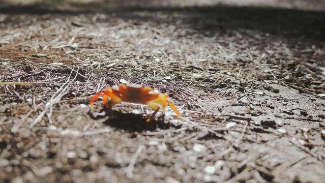 A land crab walks through a forest on a sunny day in southern Turkey. High quality 4k footage