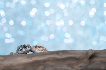 Two eublefars are sitting on a branch on a shiny background